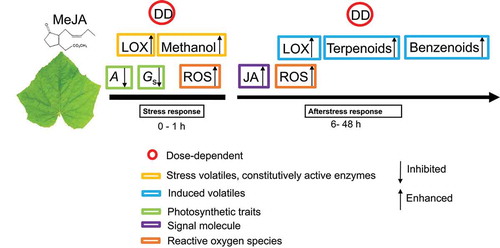 Figure 2. A model of MeJA dose-dependent responses of leaf photosynthetic traits, signaling molecules and stress-induced volatile emissions in short and long term. In short term, volatiles are released as the result of activation of enzymes that are constitutively active in the leaves and their substrate becoming available, whereas the longer-term elicitation of volatiles is associated with activation of expression of genes responsible for synthesis of volatiles (LOX volatiles, monoterpenes, benzenoids) and generation of an endogenous oxidative burst (LOX volatiles). Gaseous MeJA is taken up into the leaf internal air space through the stomata, permeates further through cell walls and plasmalemma, reaching ultimately the symplastic leaf compartments. This activates an oxidative burst in several minutes after the treatment at the immediate locations of MeJA impact. As the result of constitutive activity of lipoxygenases, free fatty acids released from plant membranes are rapidly converted to volatile lipoxygenase pathway products (LOX volatiles), resulting in the first burst of LOX emissions. Simultaneously with the release of free fatty acids or somewhat earlier, constitutive pectin methylesterases are activated, resulting in major emissions of methanol. In addition, exposure to MeJA leads to concentration-dependent reduction in net assimilation rate (a) and stomatal conductance (Gs). A secondary oxidative burst is elicited 6–48 h after MeJA treatment. This corresponds to a further rise of LOX volatile emissions and elicitation of gene expression level responses as indicated by de novo emissions of terpenoids and benzenoids. Our experiments demonstrated that changes in all studied traits (photosynthetic traits and volatile emissions) were MeJA dose-dependent both in short and long term