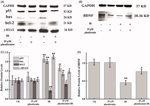 Figure 5. Effects of phenformin on expression of p53, bax, bcl-2 and γ-H2AX (A) and BDNF (B) in zebrafish embryos. (A,B) Assessment of p53, bax, bcl-2, γ-H2AX and BDNF in zebrafish embryos with western blot analysis. (C and D) The ratio of values of p53, bax, bcl-2, γ-H2AX and BDNF/GAPDH. Each value is expressed as the mean ± SEM. **p < .01, vs. control group; #p < .05 or ##p < .05 vs. irradiation group. n = 3 replicates, 20 embryos per replicate.