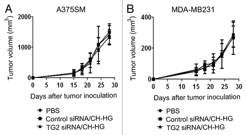 Figure 4 Antitumor efficacy of naked siRNA in A375SM and MDA-MB231-bearing mice by intra-tumoral injection. Treatment was started 2 weeks after tumor cells inoculation into mice. (A) A375SM and (B) MDA-MB231. TG2 siRNA was given twice weekly at a dose of 150 µg/kg body weight through intra-tumoral injection. Treatment was continued until mice in any group became moribund. Error bars represent SEM.