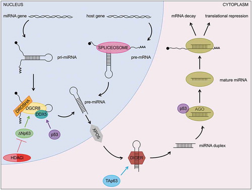 Figure 4. The p53 family regulates multiple layers of the miRNA biogenesis pathway. In addition to directly regulating the expression of miRNAs (see Table 1), p53 and its family members, TAp63 and ΔNp63, affect miRNA processing as well as the activity of miRNAs on their mRNA targets.