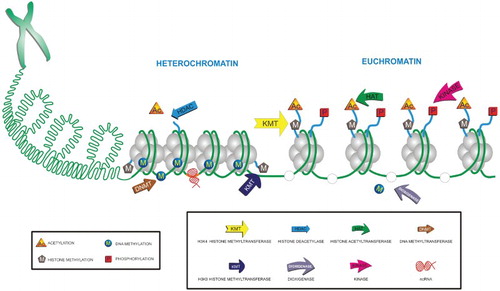 Figure 5. Chromatin and epigenetic modifications of DNA and histones. The components of epigenetic code and ncRNAs orchestrate the remodeling of chromatin. The delicate balance between heterochromatin and euchromatin is coordinated through the writers and erasers of each epigenetic modification. For instance, DNA methyltransferases and dioxygenases, and HATs and HDACs in the case of DNA and histones, respectively.