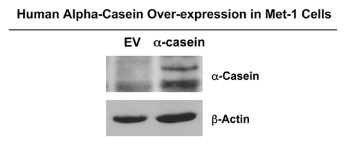 Figure 3. Derivation of Met-1 mammary cell lines expressing human α-casein. Immunoblot analysis, with an antibody directed against human α-casein, was performed on Met-1 cells after selection with puromycin to confirm the efficiency of stable lentiviral transduction with human α-casein. As expected, recombinant α-casein was absent in Met-1 empty vector control. β-actin was used as a loading control.