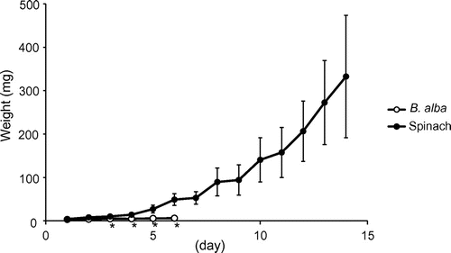 Figure 1. Effects of B. alba leaves on weight gain by S. litura larvae (mean ± SD, n = 13–15). An asterisk below the value indicates a significant difference from the control (spinach leaves) on the same day (p < 0.01 Student’s t-test).