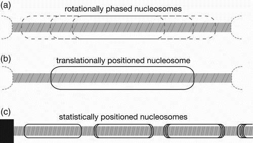 Figure 3. Nucleosome positioning concepts. (a) Rotational phasing, where nucleosomes at multiple locations maintain same exposed DNA face. (b) Translational positioning, where nucleosome maintains a specific histone–DNA relationship and location. (c) Statistical positioning, where a barrier arranges a series of nucleosomes by exclusion, typically with increasing variability along the array.