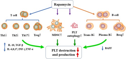 Figure 1. Potential mechanism of rapamycin in ITP: Rapamycin modulates lymphocyte survival and function, including T, B and MDSC cells. Second, Rapa reduced inflammatory factors but increased the expression of anti-inflammatory cytokines. Third, Rapa enhances platelet autophagy.