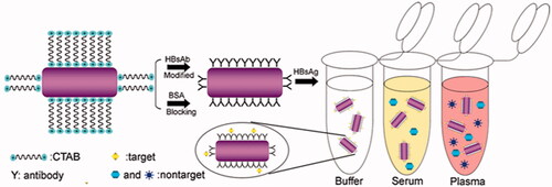 Figure 2. Showing pictorial representation of the synthesis of antibody-functionalized AuNRs and the detection mechanism for the biosensor immunoassay in capturing targets in different matrixes. This image adapted from [Citation29] with copyright permission. AuNRs, gold nano-rods.