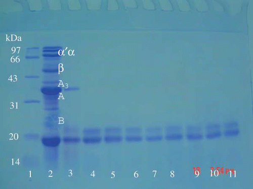 Figure 7 SDS-PAGE patterns of Douchi samples during processing. Lane 1: molecular weight marker; lane 2: raw soybean; lane 3: at 60 h in fermentation; lane 4–7: at 1 w in post-fermentation combined with 5, 7.5, 10, and 12.5% NaCl, respectively; lane 8-11: at 3 w in post-fermentation combined with 5, 7.5, 10, and 12.5% NaCl, respectively.
