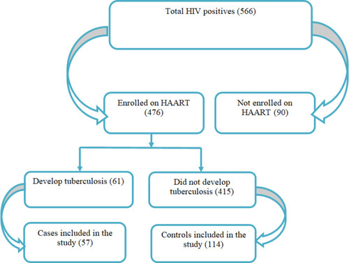 Figure 1 Flowchart, followed assess the effect of long-term HAART on the incidence of TB among PLWHIV in Addis Ababa, Ethiopia.