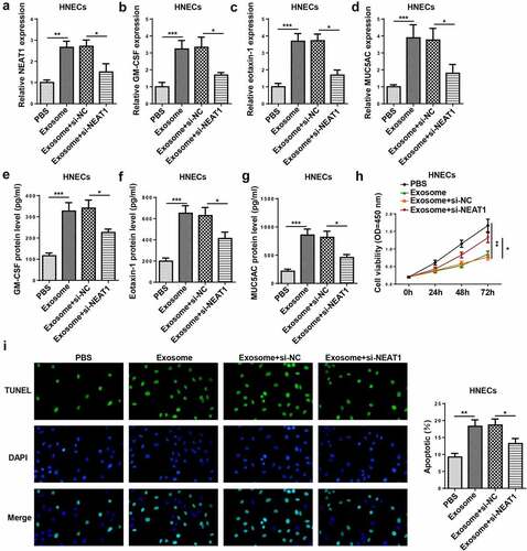 Figure 4. NEAT1 silence attenuates the exosome-induced inflammatory response and apoptosis of HNECs. (a) RT-qPCR showed NEAT1 level in HNECs treated with PBS, exosome, exosome+si-NC, and exosome+si-NEAT1. (b–g) RT-qPCR and ELISA assay showed the mRNA expression levels of GM-CSF, eotaxin-1, and MUC5AC in HNECs treated with exosome, exosome+si-NC, and exosome+si-NEAT1. (h and i) CCK-8 and TUNEL assays indicated cell viability and apoptosis in different groups. *P < 0.05, **P < 0.01, ***P < 0.001