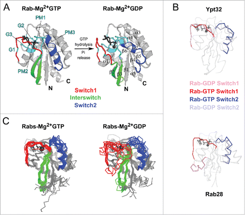 Figure 2. Structures of Rab GTPase and the diversity of their conformational switch. (A) Crystal structures of yeast Rab Sec4p in its GTP- and GDP-bound forms (1G17 and 1G16), the first Rab structures determined in both nucleotide bound states,Citation149 are shown. Conserved PM and G motifs are highlighted in cyan. Switch1, Switch2 and Interswitch (sequence between the 2 Switches) regions are shown in red, blue, and green, respectively. The nucleotides and magnesium ions are shown as dark-gray sticks and spheres, respectively. The color scheme is used throughout all figures. (B) Diverse nucleotide-dependent conformational changes in Rabs. Ypt32Citation13 and Rab28Citation14 structures in GTP- and GDP-bound states are shown. (C) Comparison of the conformations of GTP-bound Rabs and GDP-bound Rabs. Left: superimposition of GTP-bound structures of Rab1b (3NKV), Rab2 (4RKE), Rab3a (3RAB), Rab4a (2BME), Rab5c (1HUQ), Rab6a (1YZQ), Rab7a (1T91), Rab8a (4LHW), Rab9a (1YZL), Rab11a (1OIW), Rab18(1×3S), Rab21 (1YZT), Rab22a (1YVD), Rab26 (2G6B), Rab28 (3E5H), Rab30 (2EW1), Rab33b (1Z06), Sec4p (1G17), Ypt1 (1YZN), Ypt32 (3RWM), Ypt51 (1EK0), and Ypt7 (1KY2). Right: superimposition of GDP-bound structures of Rab1a (2FOL), Rab2a (1Z0A), Rab3d (2GF9), Rab4a (2O52), Rab5a (1TU4), Rab6b (2E9S), Rab7a (1VG1), Rab8a (4LHV), Rab9a (1S8F), Rab11a (1OIV), Rab12 (2IL1), Rab14 (1Z0F), Rab21 (1Z0I), Rab23 (1Z22), Rab25 (2OIL), Rab28 (2HXS), Rab45 (2P5S), Sec 4 (1G16), Ypt32 (3RWM), and Ypt7 (1KY3).