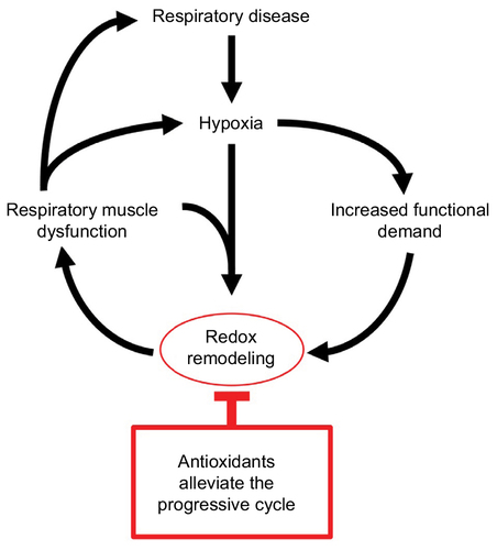 Figure 1 Hypoxia-dependent respiratory muscle dysfunction.