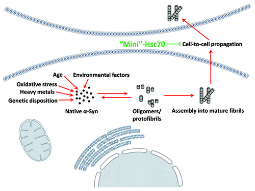 Figure 1. Possible protective mechanism of Hsc70 as a therapeutic agent. A minichaperone based on Hsc70 could be used to reduce the toxicity of α‑Syn fibrils by binding to extracellular fibrils, altering their physicochemical properties, and preventing cell-to-cell propagation.