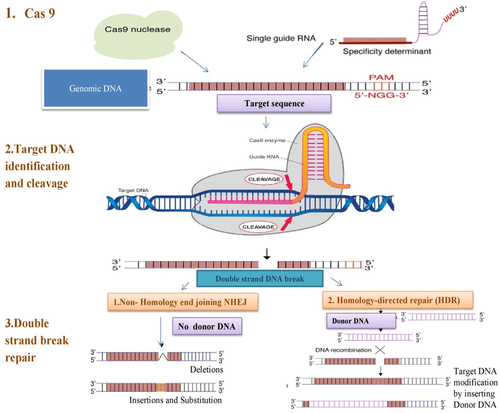 Figure 1. Overview of CRISPR/Cas9 technology for plant genome editing (i) two mechanisms for gene alteration include homology-directed repair (HDR) as well as non-homologous end joining (NHEJ) (ii) targeted DNA is cleaved and then repaired by NHEJ or HDR.