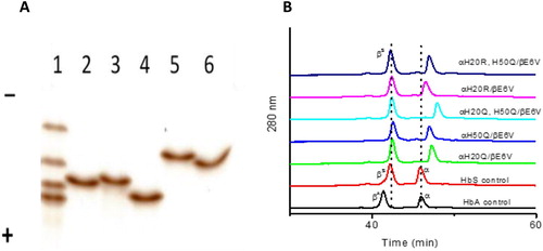Figure 2. Electrophoretic and HPLC analyses of mutant hemoglobins- A) IEF analyses (n=3) of mutant Hbs. Lane 1, AFSC (from anode up: HbA, HbF, HbS, and HbC); lane 2, αH20Q/βE6 V; lane 3, αH50Q/βE6 V; lane 4, αH20Q/H50Q/βE6 V; lane 5, αH20R/βE6 V; lane 6, αH20R/H50Q/βE6 V. B) RP-HPLC analyses of α and β subunits of mutants and control (HbA and HbS). RP-HPLC analyses (n=3) was performed using a Zorbax 300 SB C3 column (4.6 X 250 mm). Hb (20 µg) in 25 µl water was loaded on a C3 column equilibrated with 35% acetonitrile containing 0.1% TFA. The globin chains were eluted with a 35–50% acetonitrile gradient for 100 min at a flow rate of 1 ml/min, and the elution was monitored at 280 nm.
