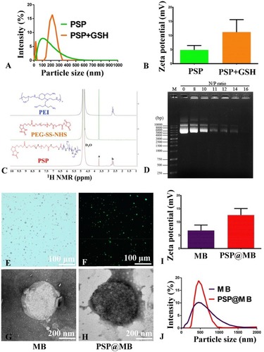 Figure 2 Characterization of the PSP, MB and PSP@MB.Notes: (A) The dynamic light scattering (DLS) measurement indicated that the average diameters of the PSP NPs were approximately 100 nm and (B) showed a slight positive zeta potential of 4±2.5 mV due to the PEGylation. To evaluate the reduction sensitivity, the PSP NPs were incubated with 10 mM GSH for 2 h. (A) After the GSH treatment, the PSP NPs increased in size from 100±53 nm to 210±101 nm and (B) showed a change in the surface charge from 4±2.5 mV to 12±4.3 mV. (C) The successful synthesis of PSP confirmed by 1H NMR spectra of PSP in D2O. The signals of PEG (3.65 ppm) in “a” and PEI (2.3–2.7 ppm) in “b” were found in the 1H NMR spectra of PSP. (D) To confirm the pDNA binding ability of PSP NPs, we checked the retardation of pDNA mobility in agarose-gel electrophoresis. The pDNA condensation ability of PSP NPs were tested with various N/P ratios (0, 8, 10, 11, 12, 14, 16). PSP showed beneficial complexation of pDNA. The pDNA were completely retarded at an N:P ratio of 16, which indicated that the PSP can complex the pDNA entirely. However, the optimized proportion for gene transfection between PSP@MB and pDNA complex is not just the N/P ratio of PSP/pDNA, but more important is the concentration of PSP@MB. (E) Microscope image of PSP@MB was showed. (F) FITC-streptavidin was conjugated with PSP NPs and MBs. Fluorescence microscope confirmed successful connection of PSP loaded MBs. (J) The DLS measurement showed that the average diameters of the MBs and PSP@MB were approximately 495±132 nm and 502±75 nm, and (I) zeta potential were 7±3.6 mV and 13±4.4 mV. Transmission electron microscope (TEM) images of MB (G) and PSP@MB (H) showed the similar particle size with DLS.Abbreviations: PSP, polyethyleneglycol-SS-polyethylenimine; PSP@MB, polyethyleneglycol-SS-polyethylenimine@ microbubble; 1H NMR, 1H nuclear magnetic resonance; TEM, transmission electron microscope.