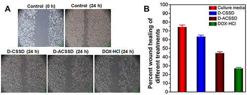 Figure 7 (A) Typical images and (B) quantified wound healing inhibitory effect of culture media (control), D-CSSD, D-ACSSD and DOX·HCl in 4T1 cells.