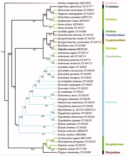 Figure 1. Phylogenetic tree based on 37 genes of mitogenomes of 42 Curculionidae species inferred by maximum likelihood method (ML tree).
