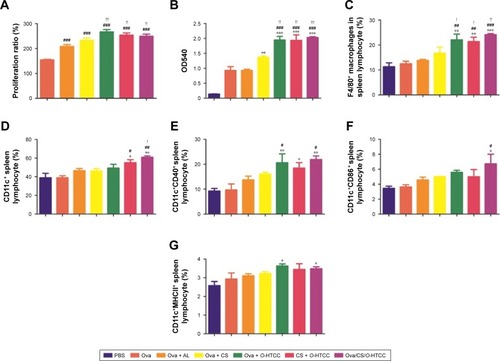 Figure 6 Effect of Ova-related complexes on antigen-presenting cells.Notes: (A) Macrophage proliferation; (B) macrophage phagocytosis; (C) proportion of F4/80+ macrophages; (D) proportion of CD11c+ splenocytes; (E) proportion of CD11c+CD40+ splenocytes; (F) proportion of CD11c+ CD86+ splenocytes; (G) proportion of CD11c+ MHCII+ splenocytes. *P<0.05, **P<0.01, ***P<0.001 compared to PBS control; #P<0.05, ##P<0.01, ###P<0.001 compared to Ova control; !P<0.05, !!P<0.01, !!!P<0.001 compared to the Ova + AL control (n=3).Abbreviations: CS, curdlan sulfate; O-HTCC, O-(2-hydroxyl)propyl-3-trimethyl ammonium chitosan chloride; Ova, ovalbumin; AL, Alhydrogel; MHC, major histocompatibility complex.