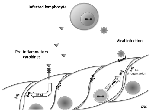 Figure 2. Possible mechanisms of blood-brain barrier disruption by HTLV-1-infected lymphocytes. During TSP/HAM, HTLV-1 infected lymphocytes may disrupt the blood-brain barrier either by proinflammatory cytokine secretion (TNF-α, IL-1α) that activate NFκB pathway in endothelial cells, which induce tight junction disruption, or by infecting endothelial cells; the viral protein Tax could then induce tight junction disorganization.
