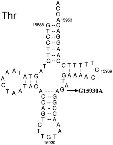 Figure 2. The location of G15930A mutation in mt-tRNAThr gene.