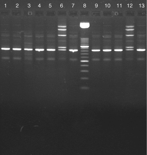 Figure 2.  RAPD patterns at 35 days after contact of the eight vaccinated in-contact birds that were positive in the Q-PCR. Lanes 1, 2, 3, 4, 5, 9 10, 11, challenge strain originating from eight in-contact birds; lanes 7 and 13, challenge strain (reference); lanes 6 and 12, vaccine strain (reference); lane 8, 50 base pair ladder (DNA Marker XIII; Roche).