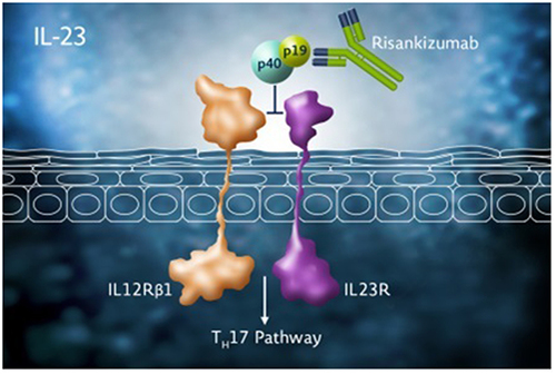 Figure 1 Mechanism of action of risankizumab (used with permission from AbbVie, Inc.).