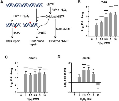 Figure 3. Transcriptional profiles of genes encoding for DNA repair proteins. (A) Illustration of H2O2-mediated damage to DNA and the repair systems. (B–D) Expression of recA, dnaE2, and mazG in Msm exposed to H2O2 for 50 min. Transcript levels were measured by the qRT-PCR, normalized relative to sigA, and expressed as Log2 fold change from untreated cultures. Data shown are mean ± SE with at least three independent experiments. *P < 0.05, **P < 0.01, ***P < 0.001, ****P < 0.0001.