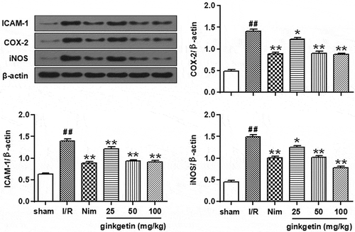 Figure 3. Effects of Ginkgetin on ICAM-1, COX-2, and iNOS protein expression. Rats were subjected to 2 h of ischemia and 24 h of reperfusion. Ginkgetin (25, 50, 100 mg/kg), Nim (6 mg/kg) or vehicle (0.9% (w/v) NaCl solution) were administered i.p. 2 h after the onset of ischemia. Westen blot was performed to check the protein level of ICAM-1, COX-2, and iNOS. β-actin was consider as a loading control. Data were expressed as mean ± SD, n = 6. **P < 0.01 vs sham group; #P < 0.05 vs I/R group; ##P < 0.01 vs I/R group.