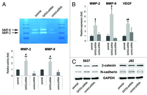 Figure 4. The expression of cell migration/invasion-related molecules in bladder cancer cells. (A) J82-parental/GATA3-shRNA/control-shRNA lines were subjected to gelatin zymography. The activities of MMP-2 (72 kDa) and MMP-9 (92 kDa) were indicated by clear zones of gelatin lysis against a blue background of stained substrate. Relative densitometry values (mean + standard deviation; those in parental cells set as one-fold) for the activities normalized by cell numbers from at least three independent experiments are indicated in the lower panel. #P < 0.05 (vs. parental). **P < 0.01 (vs. control-shRNA). (B) RNA extraction and subsequent real-time RT-PCR for MMP-2, MMP-9, and VEGF were performed in TCC-SUP-parental/GATA3-shRNA/control-shRNA. Expression of each specific gene was normalized to that of GAPDH. Transcription amount is presented relative to that of parental cells (set as one-fold). Each value represents the mean + standard deviation from at least three independent experiments. #P < 0.05 (vs. parental). ##P < 0.01 (vs. parental). *P < 0.05 (vs. control-shRNA). (C) 5637-parental/GATA3-shRNA/control-shRNA and J82-parental/GATA3-shRNA/control-shRNA lines were analyzed on western blotting, using an antibody to β-catenin (92 kDa) or N-cadherin (130 kDa). GAPDH (37 kDa) served as an internal control.