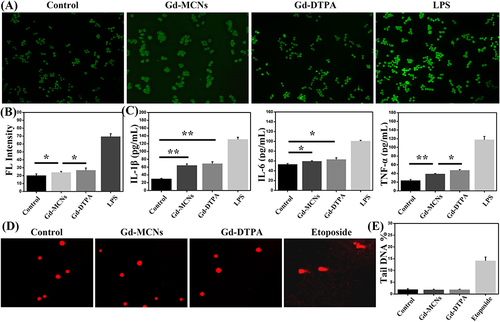 Figure 4 Fluorescence detection (A) and semi-quantitative analysis (B) of ROS production in RAW264.7 cells after co-incubation with Gd-MCNs or Gd-DTPA; (C) the release of IL-1β, IL-6 and TNF-α in RAW264.7 cells after different treatments; Fluorescence detection (D) and semi-quantitative analysis (E) of DNA damage in RAW264.7 cells after different treatments. *P < 0.05, **P < 0.01.