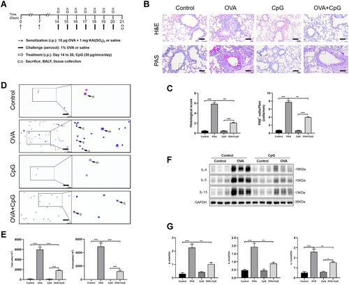 Figure 1 CpG-ODN ameliorates OVA-induced allergic airway inflammation. (A) Protocol of establishing murine allergic airway diseases model treated with or without CpG-ODN. Mice were sensitized on Day 0 and 7; challenged from Day 14 to 20 by OVA. Mice in control group were sensitized and challenged with saline. Mice in CpG-ODN group were sensitized and challenged with saline and administrated intraperitoneally with 30 μg/mice every day for 7 days. Mice in OVA group were sensitized and challenged with OVA. Mice in OVA + CpG-ODN group were sensitized and challenged with OVA and administrated intraperitoneally with 30 μg/mice every day for 7 days. (B) Lung sections from control, OVA, CpG-ODN and OVA + CpG-ODN group were stained with H&E to analyze cell infiltration or periodic acid-Schiff (PAS) to evaluate mucus production. The scale bar is 50 μm. (C) The extent of peribronchial inflammation stained by HE staining, airway mucus secretion and goblet cell hyperplasia stained by periodic acid-Schiff (PAS) staining method was scored. (D) Representative stained BALF cell smears and BALF cellularity from control, OVA, CpG-ODN and OVA + CpG-ODN group, the cells were isolated and stained with Wright–Giemsa. E-eosinophil, M-monocyte. The scale bar is 25 μm. (E) Quantification of the level of total cells and Eosinophils in BALF. (F) Representative blots showed the expression of Th2 associated cytokines such as IL-4, IL-5 and IL-13 in lung extracts. (G) Quantification of the level of IL-4, IL-5 and IL-13. Data were expressed as mean ± SEM of six mice per group. *p < 0.05, **p < 0.01, ***p < 0.001.