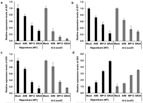 Figure 3. Effect of the treatment with AR8, MP13 and GR24 on transcript levels of the SL biosynthesis genes D27, D17, D10 (a–c) and the transcriptional repressor D53 (d). Quantitative real-time PCR measurement was performed with total RNA isolated from roots of Nipponbare (WT) and hl-2 (ccd7 mutant) rice seedlings grown under phosphorus-deficient conditions. Ubiquitin was used as the reference gene, and the transcript levels in the untreated control (mock) were normalized to 1. Bars represent means ± SD (n= 3).