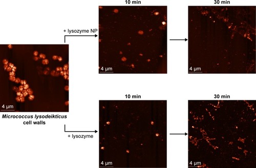 Figure 7 AFM data of lysozyme activity assay.Notes: NP from hen egg lysozyme were fabricated by means of nanoprecipitation according to the general scheme (Figure 1). Both, fresh solution of 1 mg/mL lysozyme and lysozyme NP of similar protein concentration were incubated with Micrococcus lysodeikticus cell walls for 10 and 30 minutes and then were examined by AFM.Abbreviations: AFM, atomic force microscopy; NP, nanoparticles.