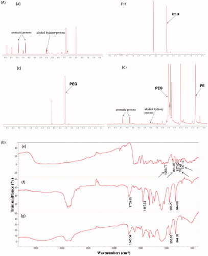 Figure 2. Core–shell structure of PUE@PEG-PE micelles. (A) The 1H NMR spectrum of (a) PUE, (b) blank PEG-PE micelle in D2O, (c) PUE@PEG-PE micelle in D2O, and (d) PUE@PEG-PE micelles in DMSO. (B) FT-IR analysis of (e) PUE, (f) blank PEG-PE micelles, and (g) PUE@PEG-PE micelles.