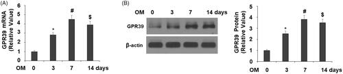 Figure 2. GPR39 was elevated during the process of osteoblast differentiation of pre-osteoblast MC3T3-E1 cells. Cells were cultured with osteogenic medium (OM) for different periods of times. (A). mRNA levels of GPR39; (B). Protein levels of GPR39 (*, #, $, p < .01).