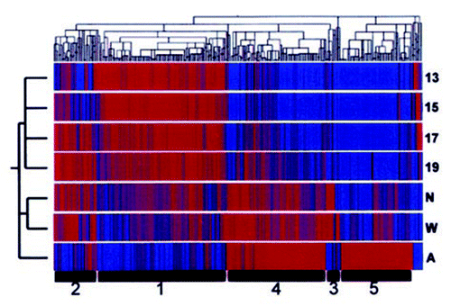Figure 9 Clustergram [made using the hierarchical clustering algorithm, GENESPRING (Silicon Genetics)] showing the grouping of 873 genes whose expression changed significantly at some point in rat kidney development using Affymetrix cDNA microarray genechips. Genes were identified using RNA isolated from a time series of kidney development [i.e., ed13, ed15, ed17, ed19, newborn (N), 1 week postpartum (W) and adult (A) kidneys] and clustered in two dimensions according to their gene expression and experimental vectors in Euclidian space after compressing the equalized data to a target maximum value of 3. K-means clustering revealed 5 distinct groups of gene expression patterns within the clustergram (numbers at the bottom) depending on their time-frame of expression. (From ref. Citation35).