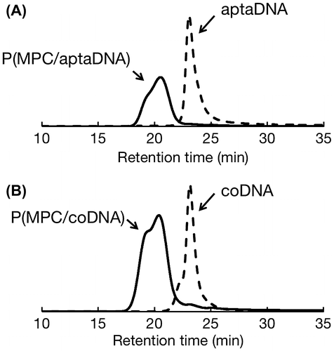 Figure 3. GPC curves of oligonucleotide and MPC copolymers. (A) aptaDNA and P(MPC/aptaDNA); (B) coDNA and P(MPC/coDNA)