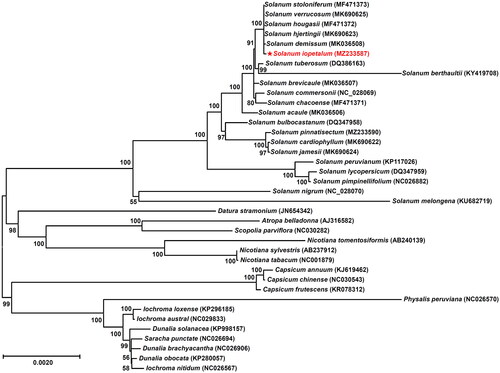 Figure 3. Maximum likelihood phylogenetic tree of Solanum iopetalum with other species belonging to the Solanaceae family based on chloroplast protein coding sequences. Numbers in the nodes are the bootstrap values from 1,000 replicates. The data have been partially adopted from Park (Citation2022a). The following 38 sequences were used: MF471373 (Park Citation2018), MK690625, MF471372 (Cho et al. Citation2018), MK690623 (Park Citation2022c), MK036508 (Cho et al. Citation2019), MZ233587 (this study), DQ386163 (Gargano et al. Citation2012), KY419708 (Park Citation2017), MK036507 (Park Citation2019), NC028069 (Cho et al. Citation2016), MF471371 (Cho et al. Citation2017), MK036506 (Park Citation2021), DQ347958 (Daniell et al. Citation2006), MZ233590, MK690622, MK690624, KP117026 (Wu Citation2016), DQ347959 (Daniell et al. Citation2006), NC026882 (Wu Citation2016), NC028070 (Park Citation2016), KU682719 (Ding et al. Citation2016), JN654342, AJ316582 (Schmitz-Linneweber et al. Citation2002), NC030282 (Park and Lee Citation2016), AB240139 (Yukawa et al. Citation2006), AB237912 (Yukawa et al. Citation2006), NC001879 (Shinozaki et al. Citation1986), KJ619462 (Zeng et al. Citation2016), NC030543 (Park et al. Citation2016), KR078312 (Shim et al. Citation2016), NC026570, KP296185, NC029833, KP998157, NC026694, NC026906, KP280057, NC026567.