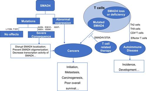 Figure 2 SMAD4 was reported mutated or abnormally expressed in tumors and T cells. These mutation and abnormal expression mainly resulted in severe consequence, which facilitates tumor initiation and growth, metastasis, carcinogenesis, and prognosis poor overall survival. T cells with mutated SMAD4 were reported promote tumor development. Recently, T cell-related therapy targeted on mutated Smad4 showed positive outcomes in tumor therapy. Loss or deficiency of SMAD4 in T cells was reported associated with the incidence and development of autoimmune diseases.