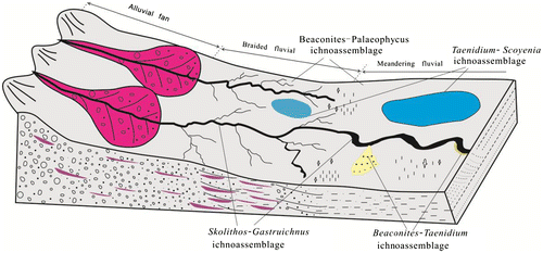 Figure 10. A palaeogeographical model of the sedimentary and ichnological characteristics of fluvial deposits in the Upper Cretaceous of Xixia Basin, Southwest Henan Province.