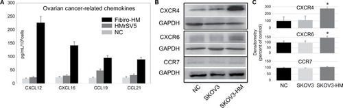 Figure 5 Chemokines of mesothelial cells’ promotion of ovarian cancer metastasis.Notes: (A) The expression of CXCL12, CXCL16, CXCL19, and CXCL21 was examined in the supernatants of fibrotic HMrSV5 cell (Fibro-HM) and HMrSV5 by ELISA, the free serum cultured HMrSV5 (NC) was the control group. The data on the protein levels were summarized as mean ± SE of each sample. (B) The level of chemokine receptor proteins was examined in supernatants of SKOV3 cells. Compared with the free serum cultured (NC) and normal cultured SKOV3 cells (SKOV3), the levels of CXCR4 and CXCR6 were significantly increased in SKOV3 co-cultured with HMrSV5 supernatants (SKOV3-HM). (C) The Western blot data were quantified with a densitometer (*P<0.05).Abbreviation: NC, negative control.