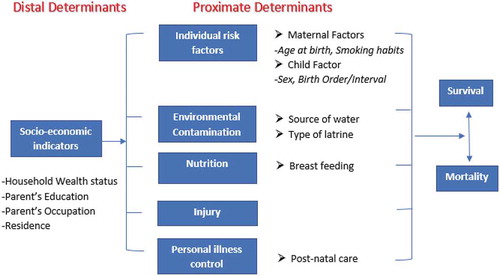 Figure 1. Conceptual framework showing distal and proximate determinants of childhood mortality adopted from Mosley and Chen.