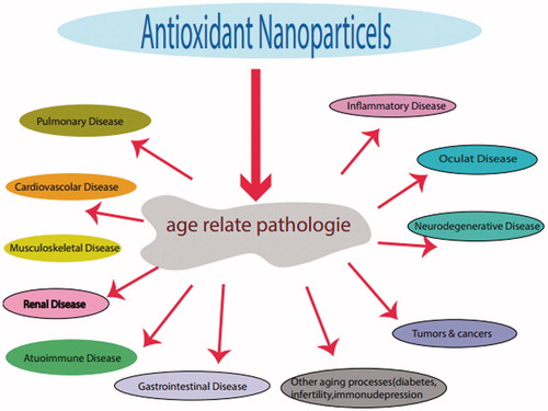 Figure 2. Antioxidant properties of nanoparticles and possible therapeutic applications.