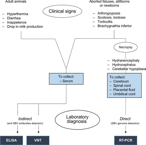 Figure 4 Diagnosis of SBV infection by observation of clinical signs in adult animals and aborted fetuses, stillborns, or newborns, and by performing most commonly used laboratory ways of diagnosis.