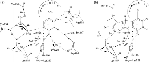 Figure 1 a, Schematic drawing of hTP partial active-site containing a proposed TS-complex. b, TP-bound TPI with HPO42 − and some binding partners.