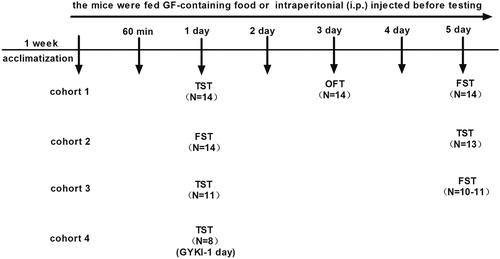 Figure 2. Experimental schedule. Mice were acclimatized for at least 1 week. Four independent cohorts of animals were used to test the antidepressant effects of Griflola frondosa (GF). After the animals received the GF-containing food for 24 h, the 1st animal behavioural tests were performed 60 min after drugs or vehicle were administered. The 1st independent cohort of animals underwent the tail suspension test (TST) on the 1st day, open field test (OFT) on the 3rd day and forced swim test (FST) on the 5th day. To confirm the antidepressant effects of GF, the 2nd independent cohort of animals was subjected to the FST on the 1st day and to the TST on the 5th day under similar conditions. The 3rd independent cohort of animals was used to test the antidepressant effects of GF are unique among commonly used medical mushrooms after 1 day treatment in the TST and FST on the 5th day. The 4th independent cohort of animals was used to test whether the α-amino-3-hydroxy-5-methyl-4-isoxazole-propionic acid (AMPA) receptor-specific antagonist GYKI 52466 (GYKI) was involved in the antidepressant effects of GF in the TST.