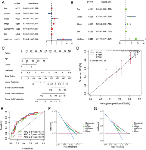 Figure 7 Construction and evaluation of nomogram in TCGA-LIHC cohort. The univariate (A) and multivariate (B) Cox regression analysis for risk score and other clinic characteristics. (C) The nomogram for predicting 1-, 3-, and 5-years overall survival (OS) by risk score, age and grade. (D) Calibration curves of the nomogram to predict 1-, 3- and 5-year OS probabilities. (E) Receiver operating characteristic (ROC) curves of the nomogram. Decision curve analysis (DCA) of the nomogram and other clinical characteristics at 1- (F) and 3-year (G) indicated the net clinical benefits.