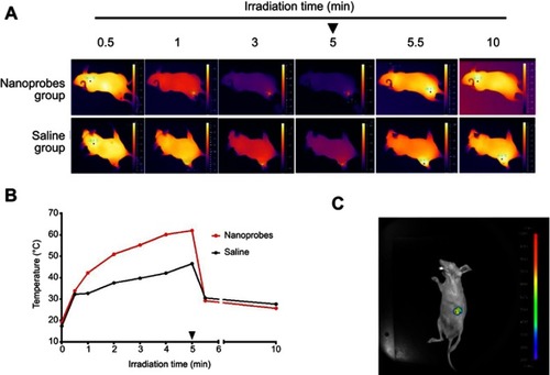 Figure 3 Near-infrared (NIR) photothermal effects and upconversion luminescence (UCL) imaging in BALB/c mice. (A) Thermal imaging of BALB/c mice during NIR irradiation after intratumoral injection of NaYF4:Yb,Er@PE3@Fe3O4 nanoprobes. The black arrowhead indicates when irradiation ceased. (B) Changes of temperature at tumor site during NIR irradiation. The arrowhead indicates when NIR irradiation ceased. (C) In vivo UCL imaging after intratumoral injection of nanoprobes.