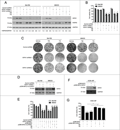 Figure 2. RIPK1 protects melanoma cells from killing by TM or TG. (A) Whole cell lysates from Mel-RM and MM200 cells transduced with the control or RIPK1 shRNA treated with tunicamycin (TM) (3 μM) or thapsigargin (TG) (1 μM) for 16 h were subjected to western blot analysis of RIPK1, HSPA5, and GAPDH (as a loading control). The data shown are representative of 3 individual experiments. The numbers represent fold changes of HSPA5. (B) Mel-RM and MM200 cells transduced with the control or RIPK1 shRNA were treated with TM (3 μM) or TG (1 μM) for 48 h. Cell viability was measured by CellTiter-Glo assays (n = 3, mean ±SEM, *P < 0.05, Student t test). (C) Mel-RM and MM200 cells transduced with the control or RIPK1 shRNA were seeded onto 6-well plates at 2000 cells per well in medium containing TM (1 μM) or TG (0.3 μM). Twelve d later, cells were fixed and stained with crystal violet. The data shown are representative of 3 individual experiments. (D) Mel-RM and MM200 cells stably transduced with the control or RIPK1 shRNA were transiently transfected with a shRNA-resistant mutant form of RIPK1 (pCMV-MYC-mut-RIPK1). Twenty-four h later, whole cell lysates were subjected to western blot analysis of RIPK1 and GAPDH (as a loading control). The data shown are representative of 3 individual experiments. (E) Mel-RM and MM200 cells stably transduced with the control or RIPK1 shRNA were transiently transfected with a shRNA-resistant mutant form of RIPK1 (pCMV-MYC-mut-RIPK1). Twenty-four h later, cells were treated with TM (3 μM) or TG (1 μM) for another 48 h. Cell viability was measured by CellTiter-Glo assays (n = 3, mean ±SEM, *P < 0.05; Student t test). (F) Whole cell lysates from HEMn-MP melanocytes transfected with the pCMV-MYC or pCMV-MYC-RIPK1 were subjected to western blot analysis of RIPK1 and GAPDH (as a loading control). The data shown are representative of 3 individual experiments. (G) HEMn-MP melanocytes transfected with pCMV-MYC or pCMV-MYC-RIPK1 were treated with TM (3 μM) or TG (1 μM) for 48 h. Cell viability was measured by CellTiter-Glo assays (n = 3, mean ±SEM, *P < 0.05, Student t test).