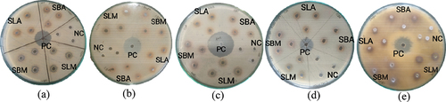 Figure 4. Antibacterial slides: (a) K. pneumoniae, (b) S. aureus, (c) B. subtilis, and (d) E. coli, (e) F. solani; PC, positive control; NC, negative control; SBM, bark methanol extract; SBA, bark aqueous extract; SLM, leaf methanol extract; SLA, leaf aqueous extract.